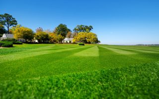 striped lawn