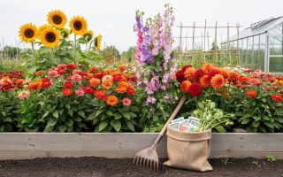 Colorful cut-flower plants in a Canadian garden bed, including sunflowers, zinnias, dahlias, and sweet peas, with gardening tools and a seed basket nearby.